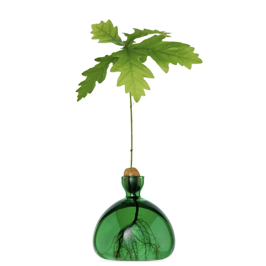 Acorn Vase - Image 5
