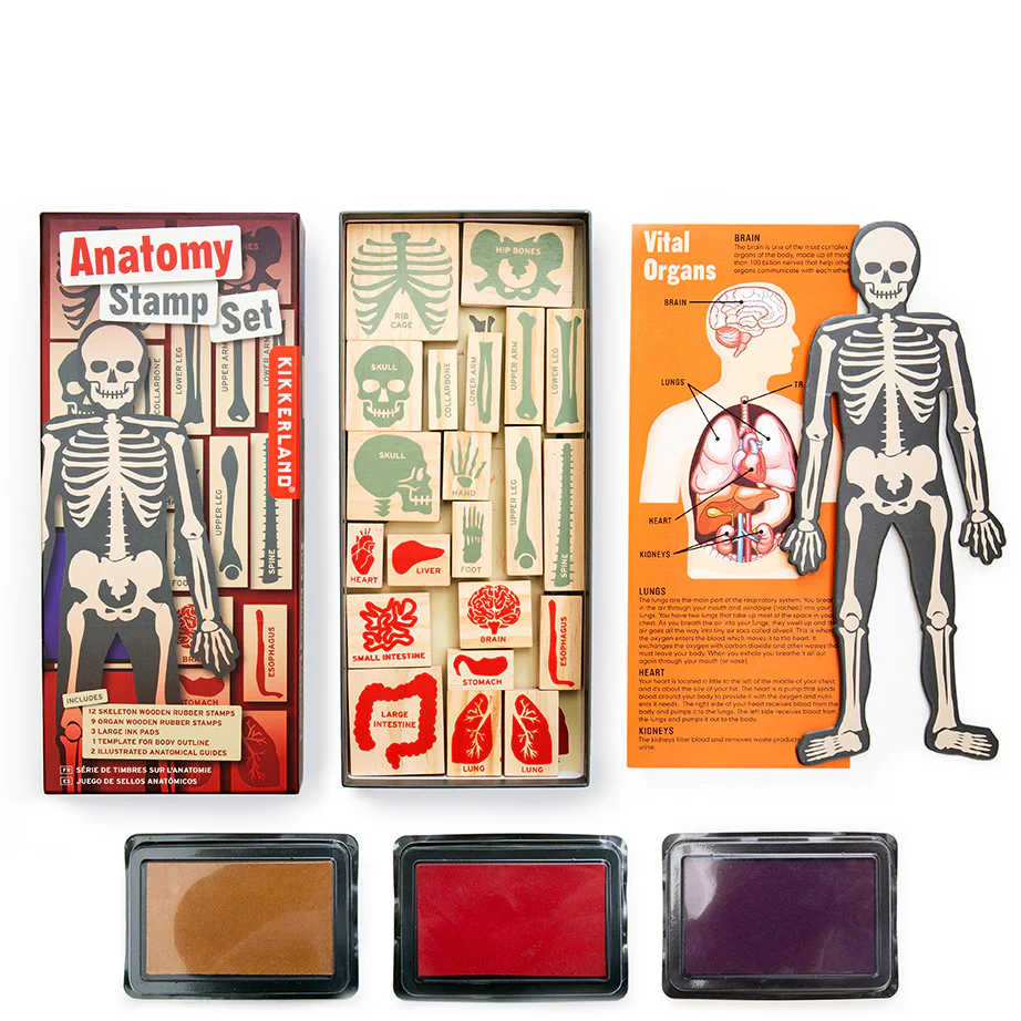 Anatomy Stamp Set - Image 3