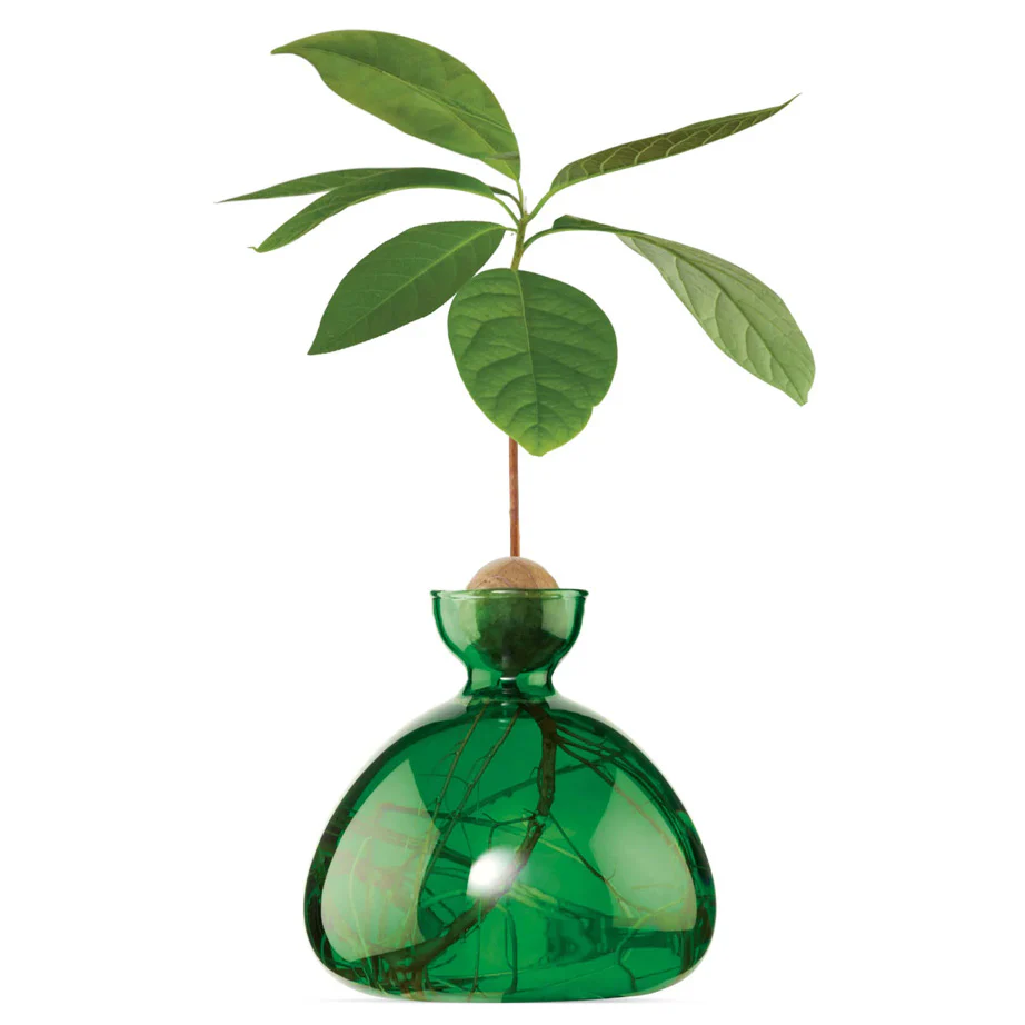 Avocado Vase - Image 4